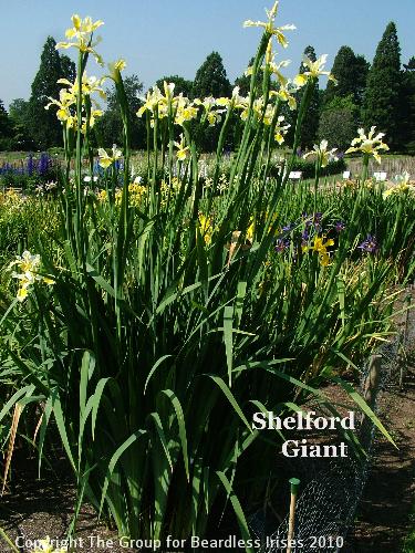 Shelford Giant (3)